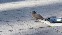 Heermann's gull