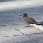 Spotted: Heermann’s gull for the first time in Maryland