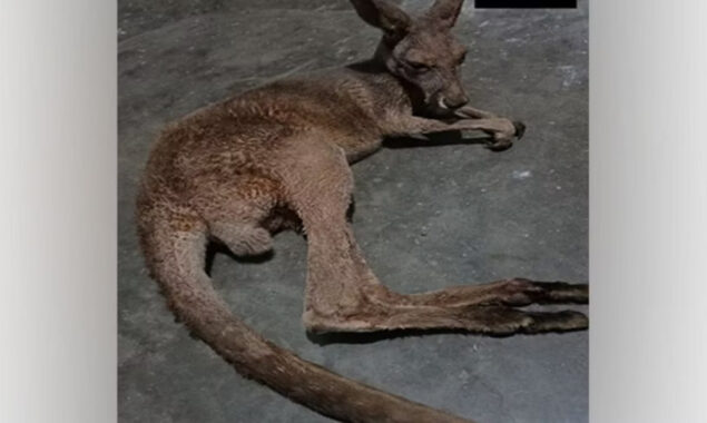 Viral Videos: Kangaroos seen wandering streets of West Bengal