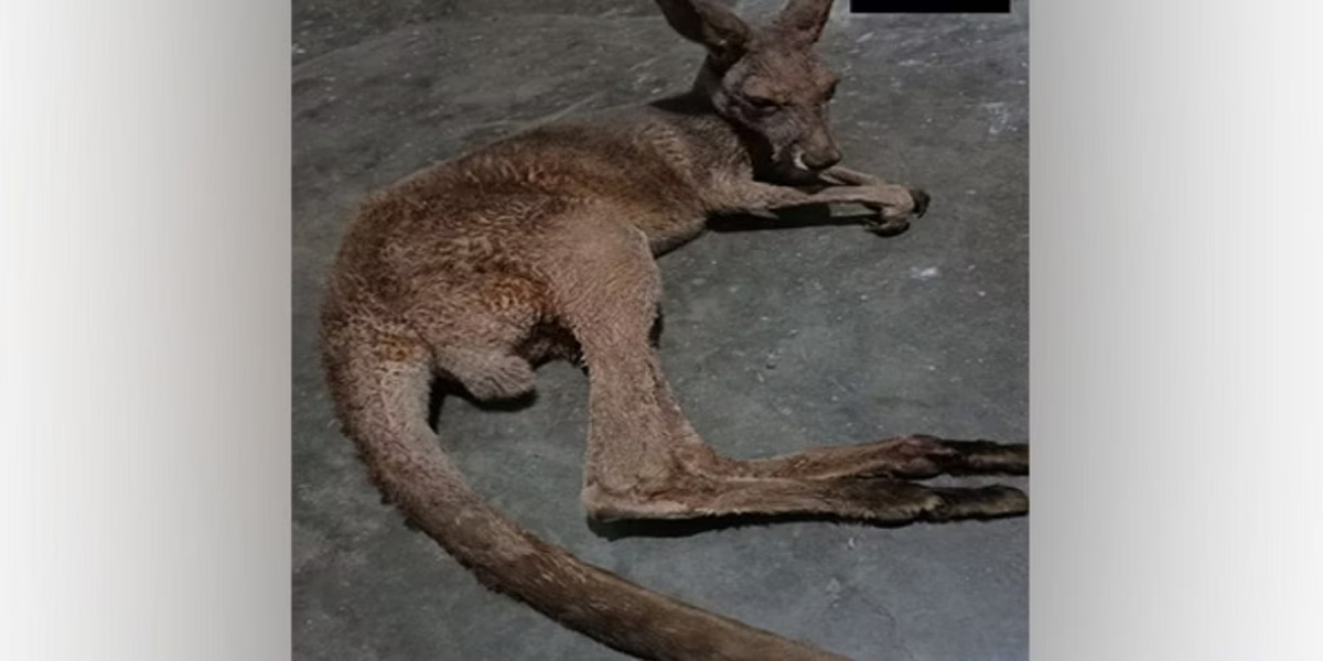 kangaroos