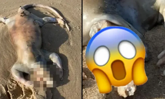 The dreadful ‘alien’ that washed up on an Australian beach has finally been identified