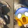 The dreadful ‘alien’ that washed up on an Australian beach has finally been identified