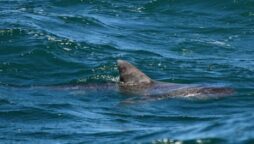 Shark Stranded on Perth Beach Rescued By Young Boys.