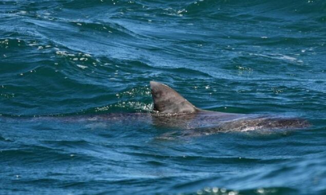 Shark Stranded on Perth Beach Rescued By Young Boys.