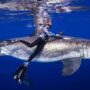 Shark expert reveals a common myth about sharks