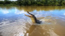 Watch as a crocodile jumps onto a fishing boat, interrupting a couple’s vacation