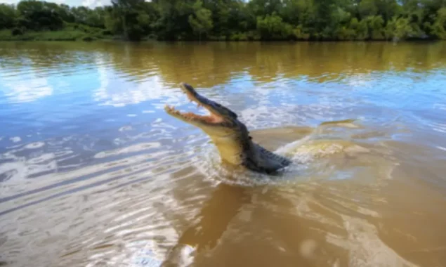 Watch as a crocodile jumps onto a fishing boat, interrupting a couple’s vacation