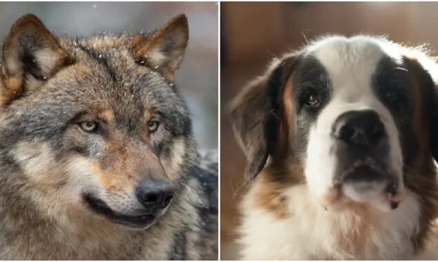 A Colorado man mistakes dogs for wolf sightings and reports to authorities
