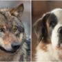 A Colorado man mistakes dogs for wolf sightings and reports to authorities
