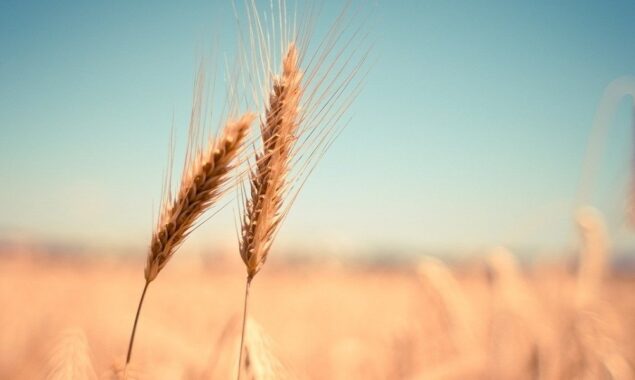 Heatwave-hit India says no plans to curb wheat exports