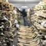 Zimbabwe seeks EU backing to sell $600-mln worth of ivory