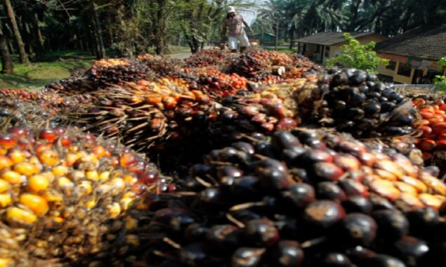 Indonesia: International pressure over palm oil export ban