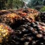 Indonesia: International pressure over palm oil export ban