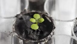 First time in history scientists grow plants in soil from the moon