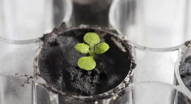 First time in history scientists grow plants in soil from the moon