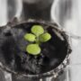 First time in history scientists grow plants in soil from the moon