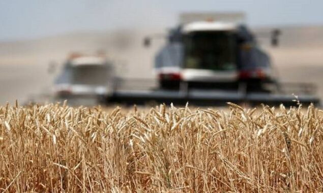 Egypt bans third-party wheat trading until the end of August
