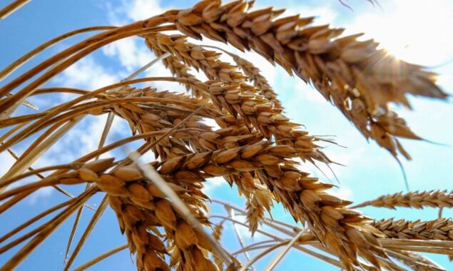 Russia playing ‘hunger games’ by blocking Ukrainian food exports