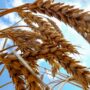 Russia playing ‘hunger games’ by blocking Ukrainian food exports