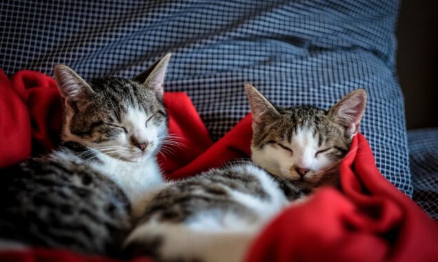 Nature indicates cats who live together knows each others name