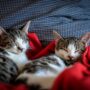 Nature indicates cats who live together knows each others name