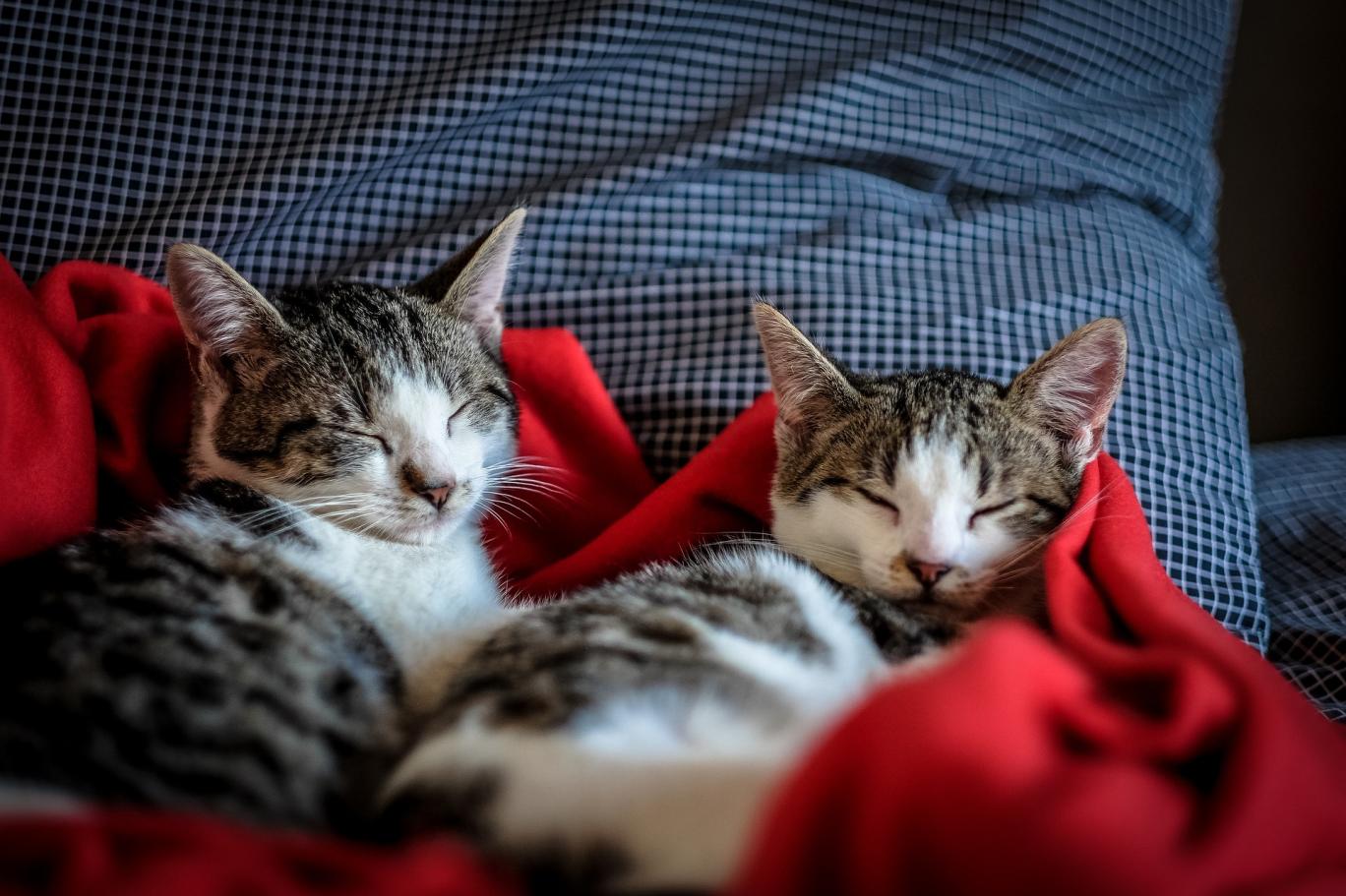 Nature indicates cats who live together knows each others name