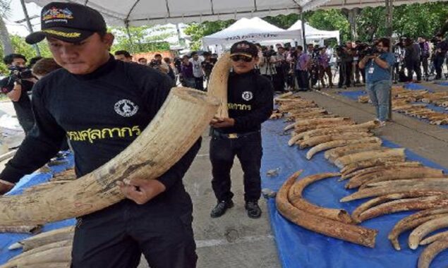 Authorities in the Democratic Republic of Congo seize 1.5 tons of elephant ivory
