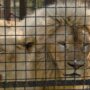 A couple of white lions were evacuated from Kharkiv to the Odesa Zoo