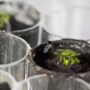 Scientists succeeded in Growing “Plants on Moon”