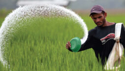 price of fertiliser