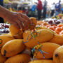 Pakistani mangoes will be transported to China next week
