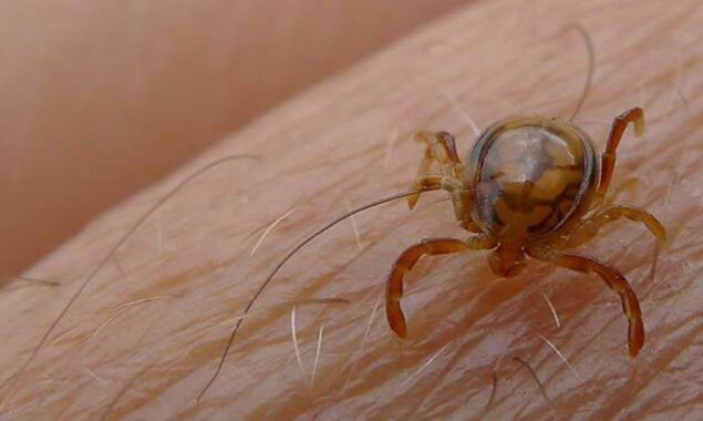 Congo fever deaths in Iraq