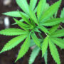 Man caught with cannabis