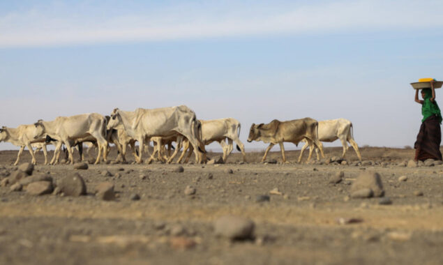 Hunger grips the Horn of Africa