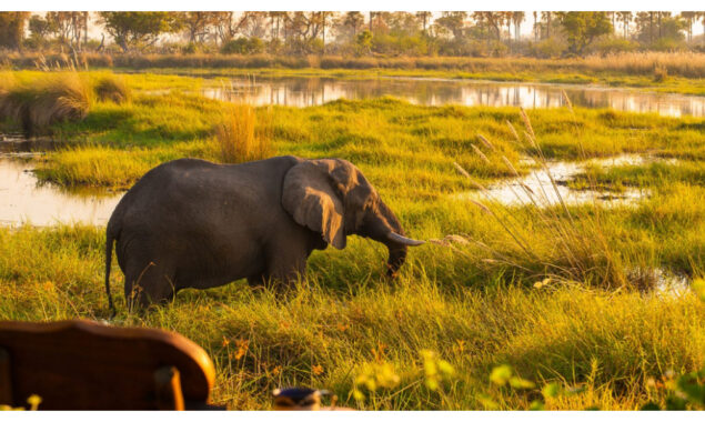 60 Zimbabweans killed by elephants this year