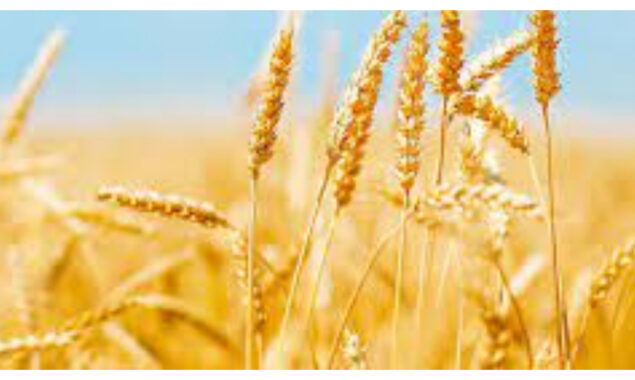 Larger-quality wheat offers higher yields and includes up to 25% more protein.