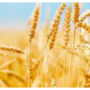 Larger-quality wheat offers higher yields and includes up to 25% more protein.