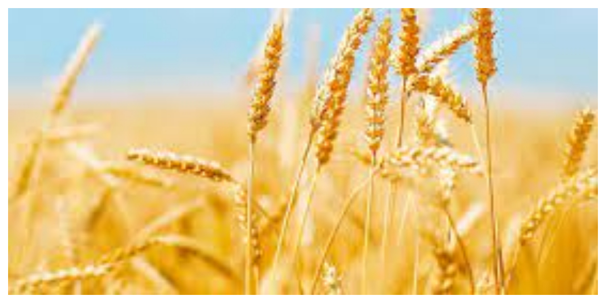 wheat