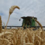 Wheat prices hit record high after Indian export ban