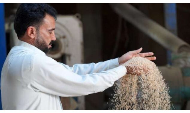 Iraq’s prized rice crop threatened by drought