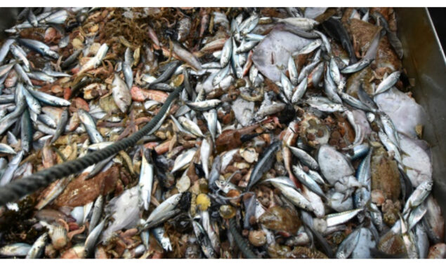 Marathon week of WTO talks aim to net fisheries deal