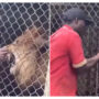 Zookeeper Gets Lion Bite After Teasing It Through Cage