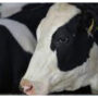 US files formal trade complaint against Canada over dairy