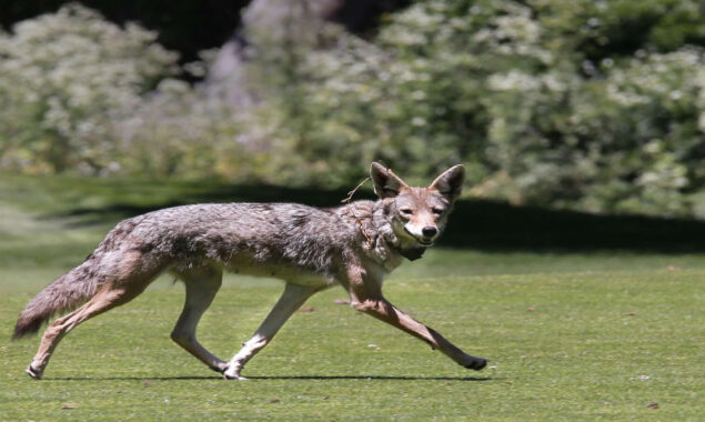 Coyote infiltrates Los Angeles residence/Bolnews.com