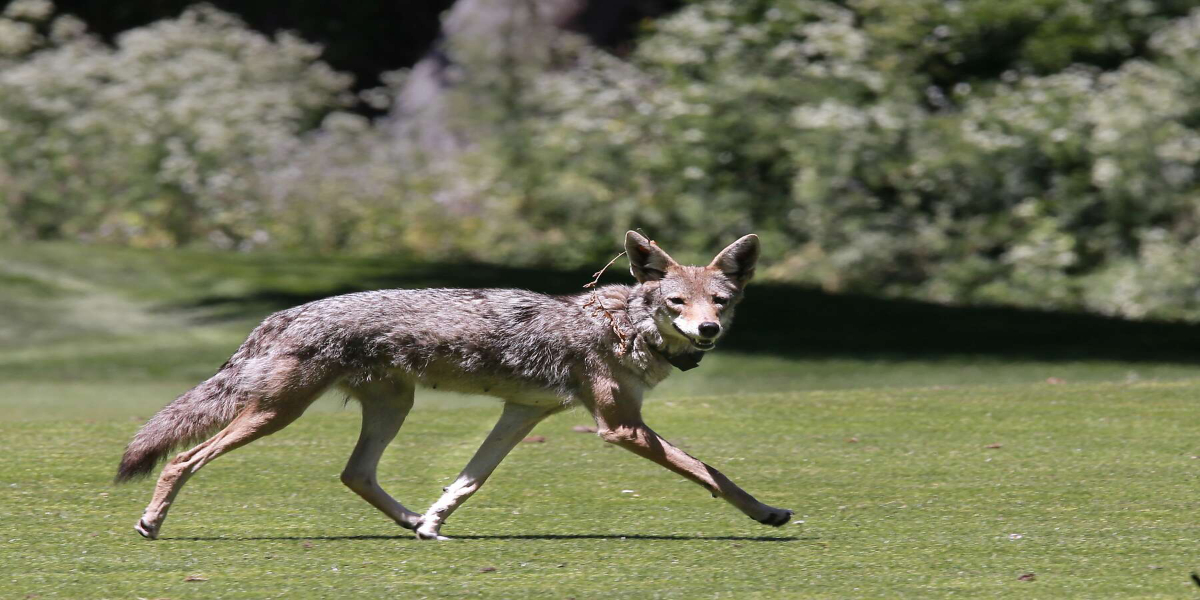 Coyote infiltrates Los Angeles residence/Bolnews.com
