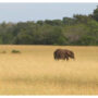 Time to put monetary value on conservation, says Gabon