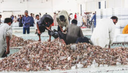 seafood export
