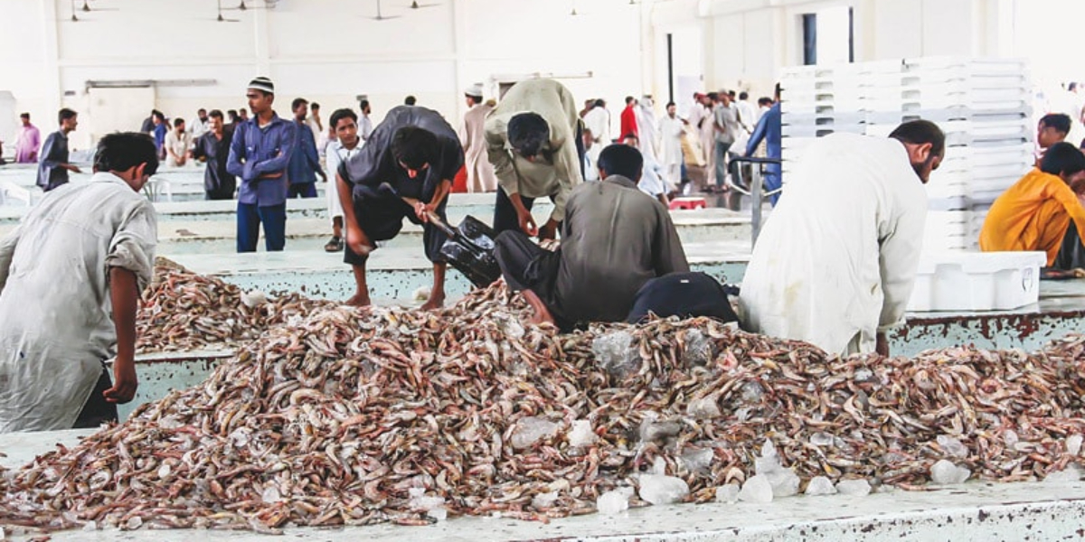 seafood export