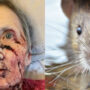 A 76-year old disabled woman was attacked by a rat