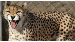 Rare birth of Asiatic cheetah cubs in Iran